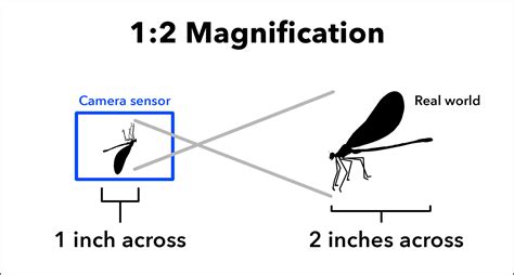 2.4: Total Magnification .